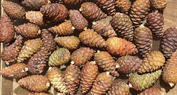 Closeup image of brown conifer cones on burlap