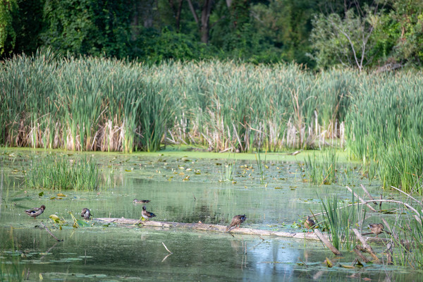 Several ducks sit on or near a log floating in a wetland with wetland grasses and some trees in the background.