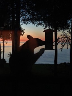 A black bear at dusk eats seeds from a bird feeder, with a lake, trees and a sunset in the background.