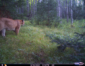 A cougar is shown walking into a mixed forest from the left side of a trail camera photo.