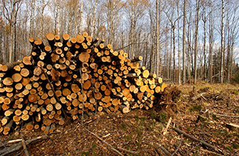 Piled aspen logs are shown in a forest, waiting to be transported.