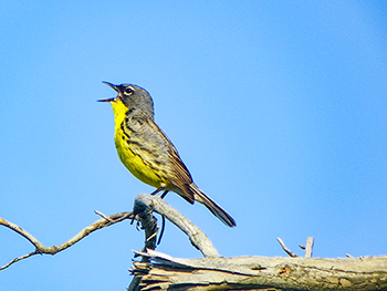 A male Kirtland's warbler is shown singing while perched.