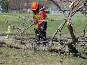 An arborist wearing hi-vis safety gear cuts up a downed tree limb using a chainsaw