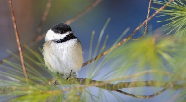 A black-capped chickadee sits on a conifer branch