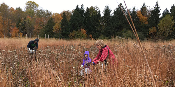volunteers collecting seeds in a field