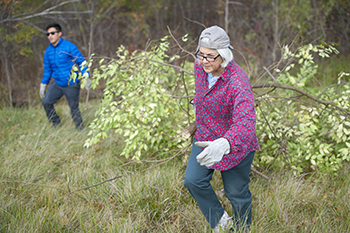 female volunteer drags invasive shrub