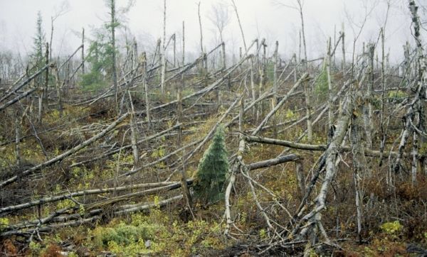 Photo of damage and trees blown down in a windstorm