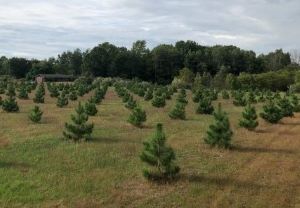 A young tree seed orchard with well-space conifers. 
