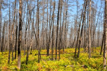 Burned trees without many branches are shown in a forest area; ferns are sprouting beneath them