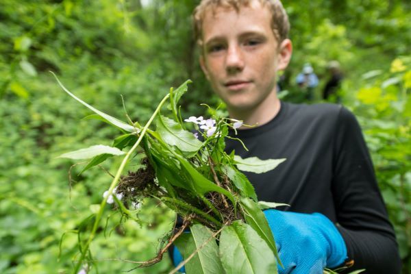 A teen boy pulls holds up invasive plants he has pulled during a stewardship outing