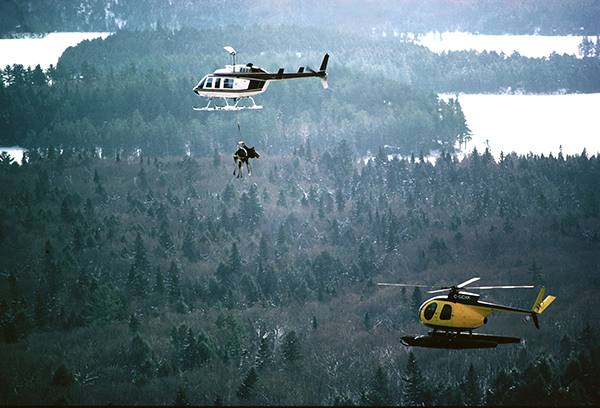 Two helicopters are shown in flight, with one carrying a moose in a sling over a wintry Ontario.
