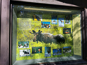An interpretive display detailing the moose lift efforts of the 1980s is shown.