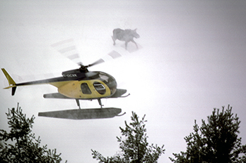 A helicopter closes in on a moose on a frozen Canadian lake during the moose lift.