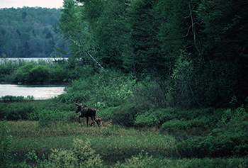 A cow moose and her calf are shown in a wetland area in the Upper Peninsula of Michigan.