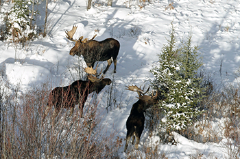 Three antlered bull moose are shown from the air on a wintry Upper Peninsula of Michigan landscape.
