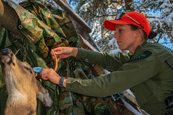 Conservation officer deer check