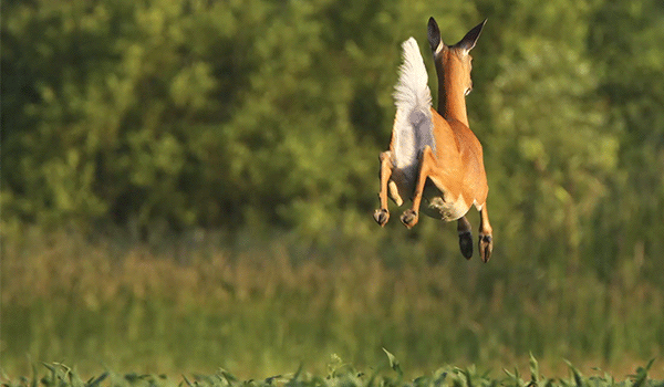 A white-tailed deer runs away from the camera through a grassy field and the white tail moves back and forth.