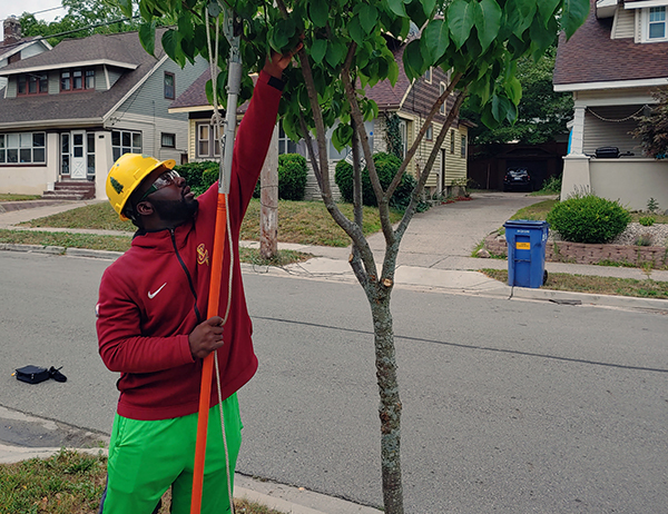 A man with a hard hat and pruning tool gets ready to safely trim tree branches from the ground.