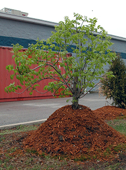 A tree with mulch packed around its base is shown.