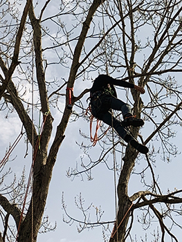 A professional arborist is shown up in a tree, with safety ropes attached.