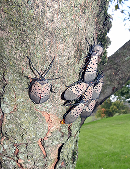 Spotted lanternflies are shown on the trunk of a tree.