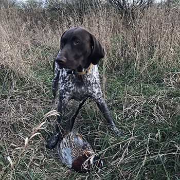 Chad Stewart's hunting dog is shown with a pheasant on a hunting trip.