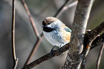 A boreal chickadee, a locally rare species, is shown in winter in Marquette County.