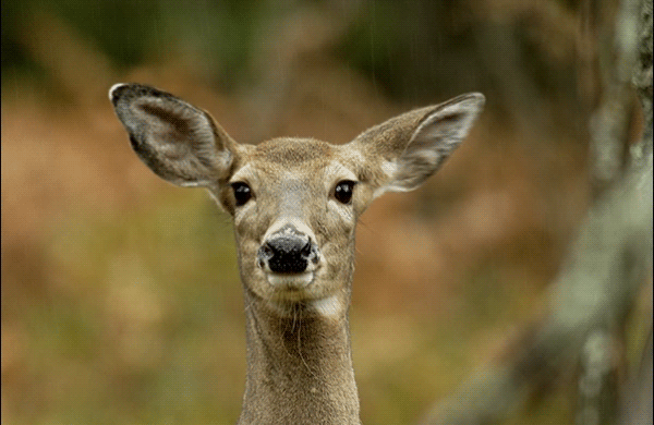 An animated image of a close up of an antlerless deer that is facing the camera moving one of its ears.