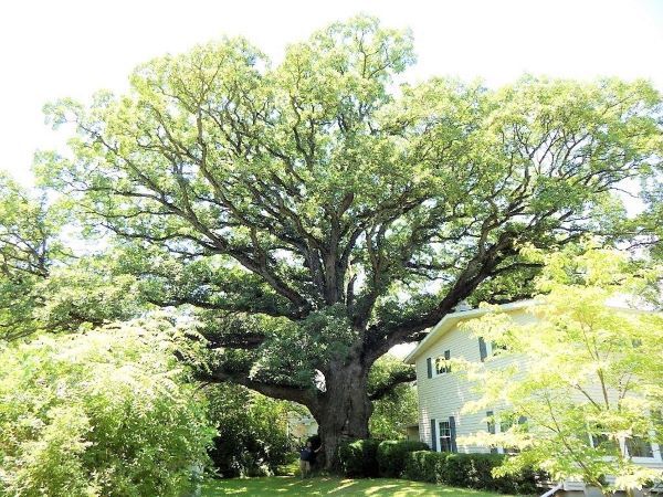 A large bur oak in a Michigan neighborhood