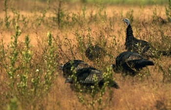 wild turkey in golden meadow