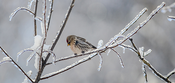 common redpoll perched on icy tree branch