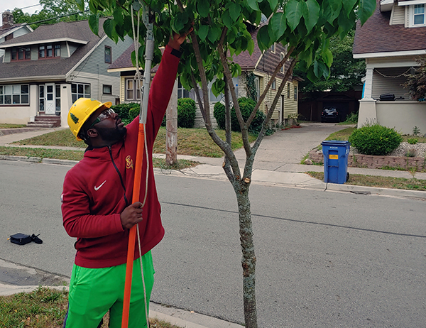 A man in safety gear prunes a tree