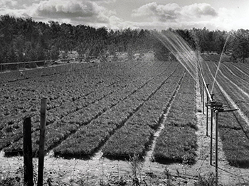 A black-and-white images shows sprinklers watering seedlings for state forests.