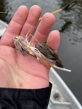 Didymo on fishing fly