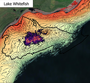 A map shows data from telemetry studies showing where lake whitefish are active on Buffalo Reef.