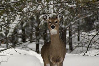 whitetail doe in snowy forest