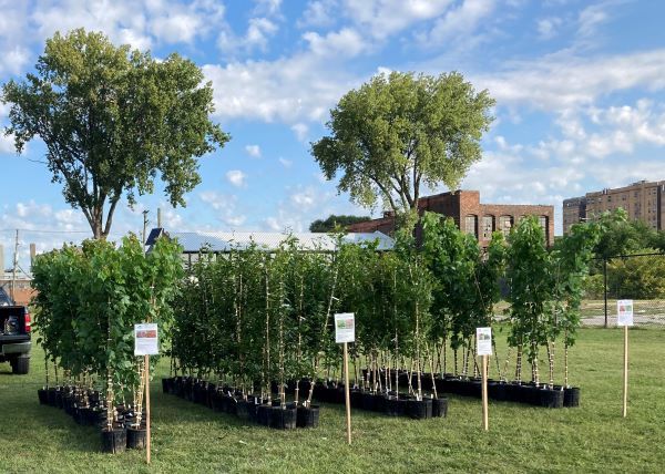 Trees in 3-gallon buckets are lined up, ready to plant