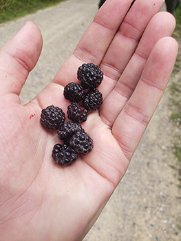 A handful of black raspberries are shown on an outstretched hand of the author.