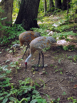 A pair of sandhill cranes, at least partially 'painted' with mud appear to be on nesting territory in Michigan.