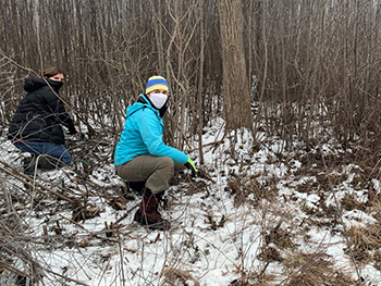 Two volunteers remove invasive plants in snowy forest