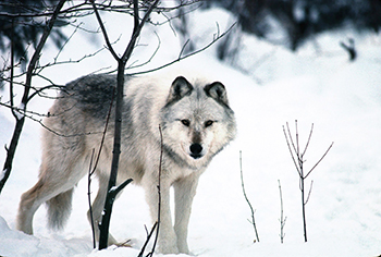 gray wolf in snowy field