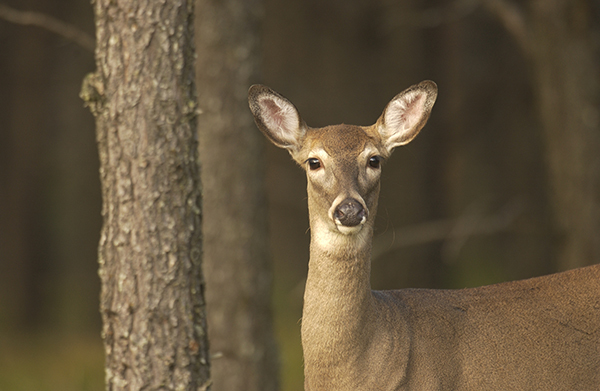 antlerless whitetail deer