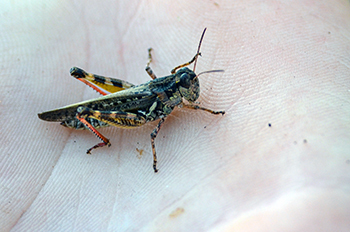 A brightly marked grasshopper sits in the palm of a hand.
