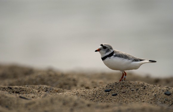 A piping plover with bands on its leg, stands on a sandy beach.