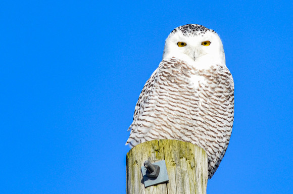 A snowy owl sits perched on a pole with bright blue sky in the background.