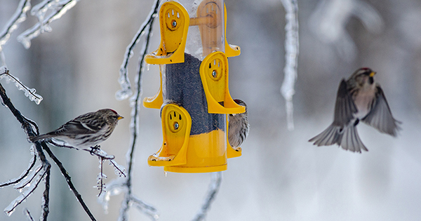common redpolls at feeder on tree with icy branches