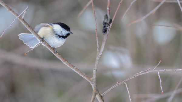 A black-capped chickadee perches on a thin branch, feathers fluffed