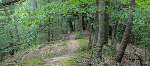 a rough, winding dirt trail in a thick, green forest
