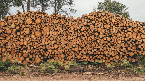 Image of a stacked pile of cut logs in the outdoors