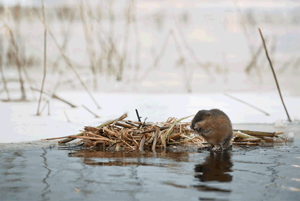 A muskrat sits at the edge of the ice and open water with a mound of wetland vegetation behind it and animated water ripples.